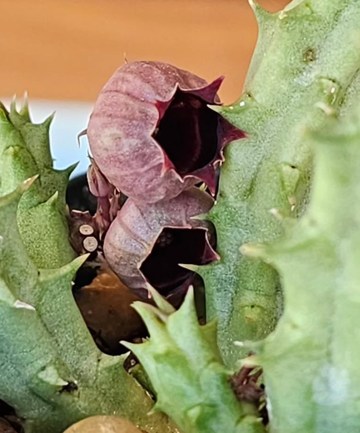 Huernia Urceolata 5 Pieces Seeds