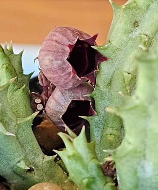 Huernia Urceolata 5 Pieces Seeds