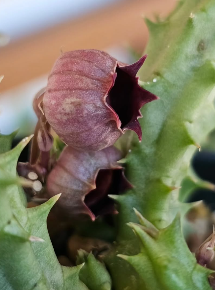 Huernia Urceolata 5 Pieces Seeds