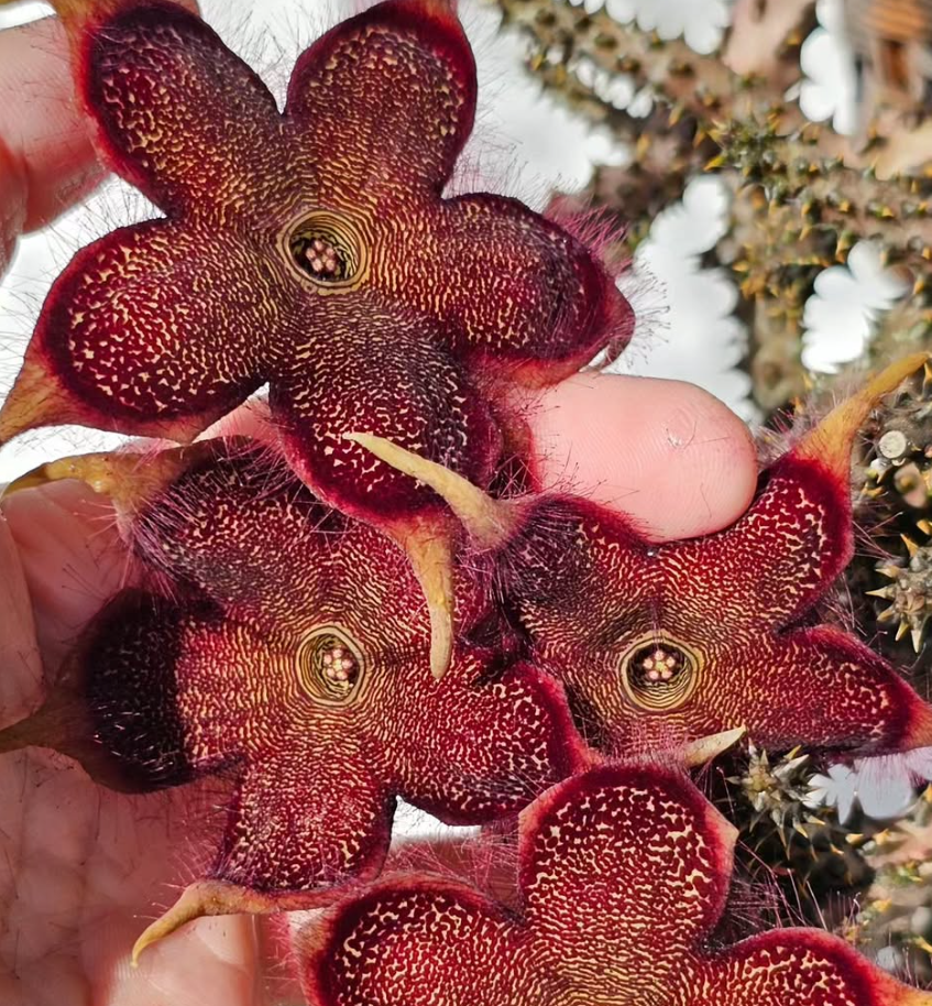 Edithcolea grandis Red Form 6 Pieces Seeds