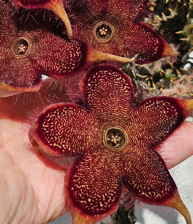 Edithcolea grandis Red Form 6 Pieces Seeds