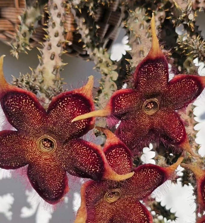 Edithcolea grandis Red Form 6 Pieces Seeds