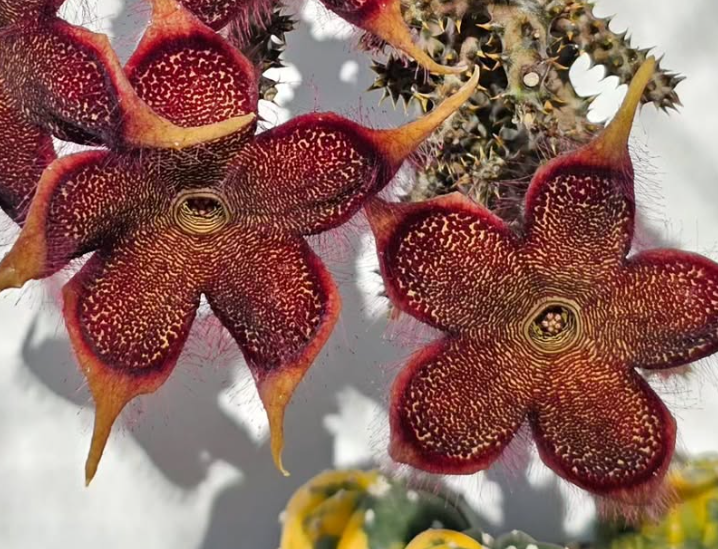 Edithcolea grandis Red Form 6 Pieces Seeds