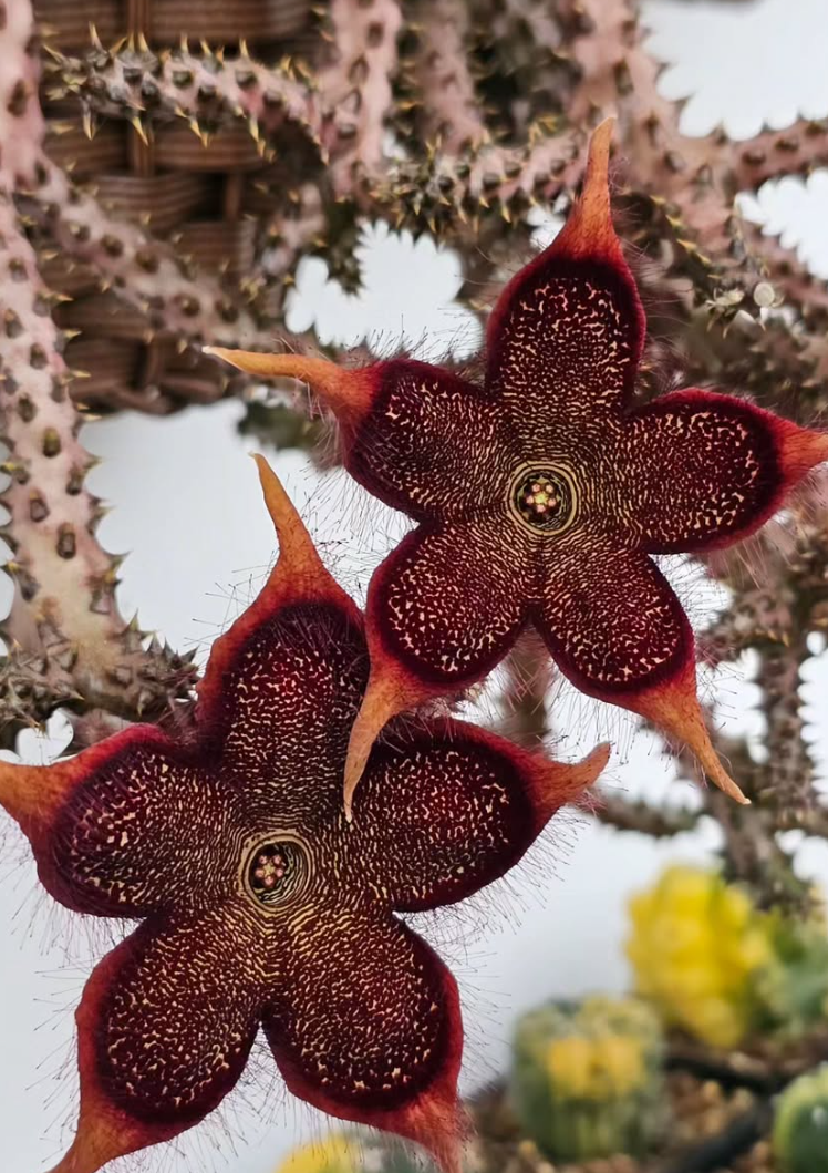 Edithcolea grandis Red Form 6 Pieces Seeds
