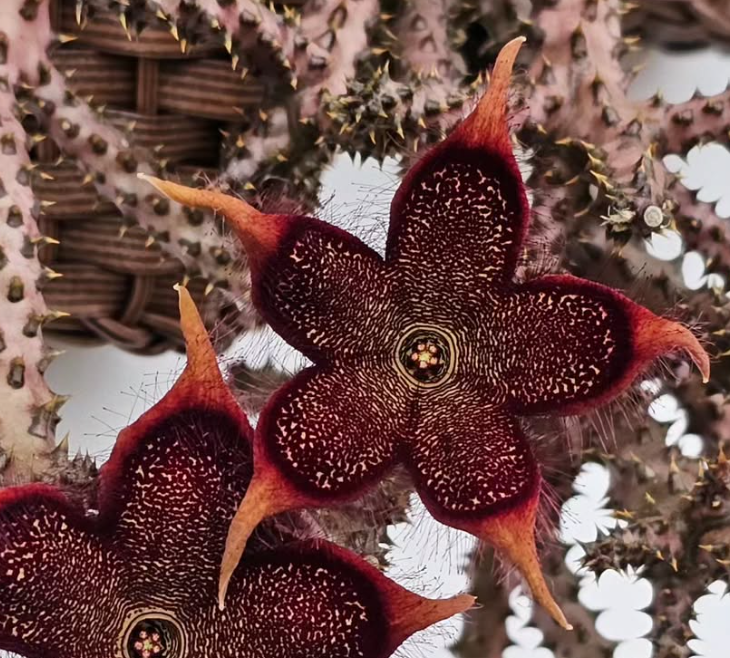 Edithcolea grandis Red Form 6 Pieces Seeds