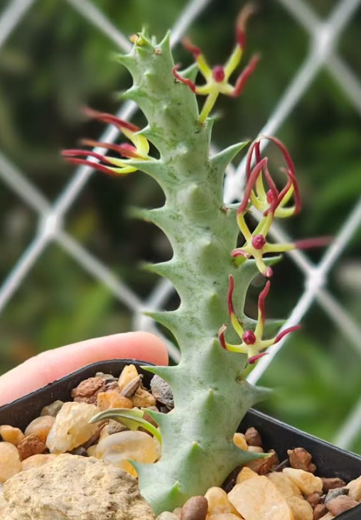 Angolluma luntii 5 Pieces Seeds