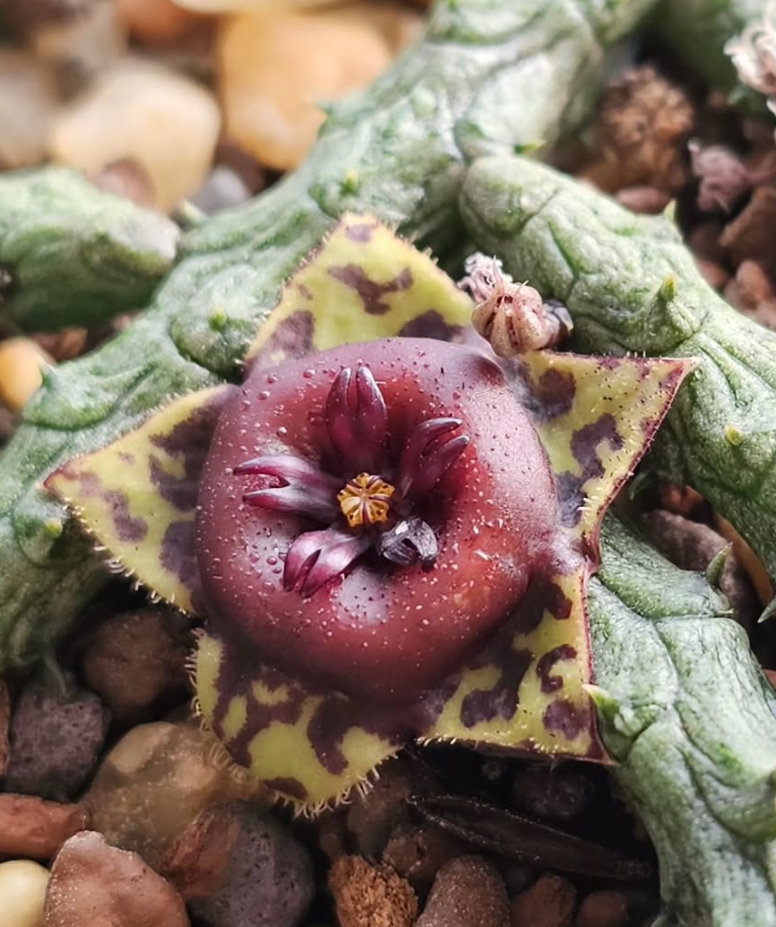Stapelianthus keraudreniae 6 Pieces Seeds