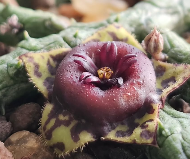 Stapelianthus keraudreniae 6 Pieces Seeds