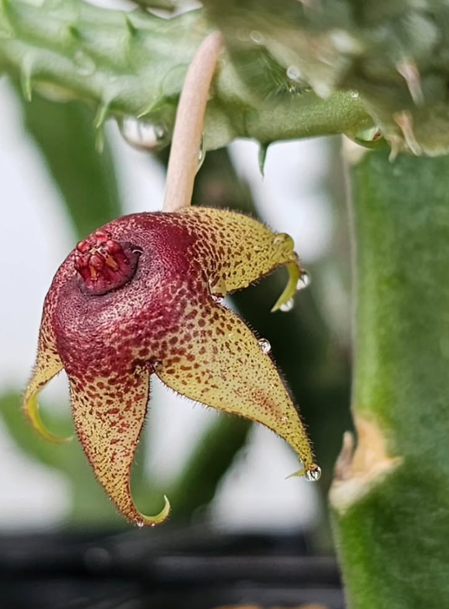 Huernia tanganikensis 7 Pieces Seeds