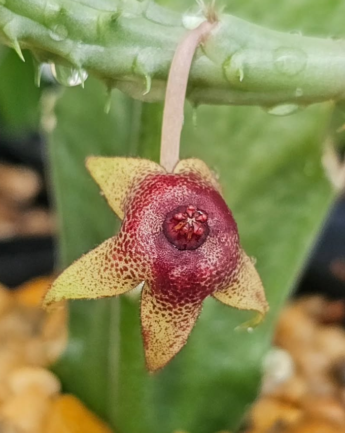 Huernia tanganikensis 7 Pieces Seeds