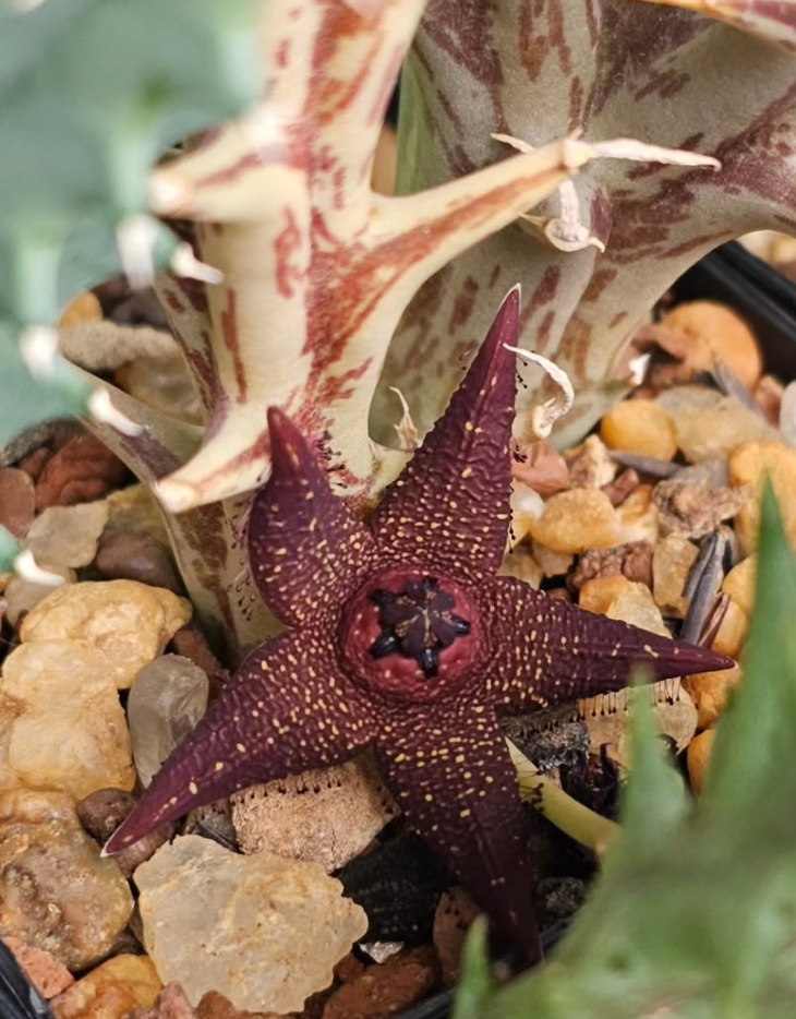 Orbea woodii 5 Pieces Seeds