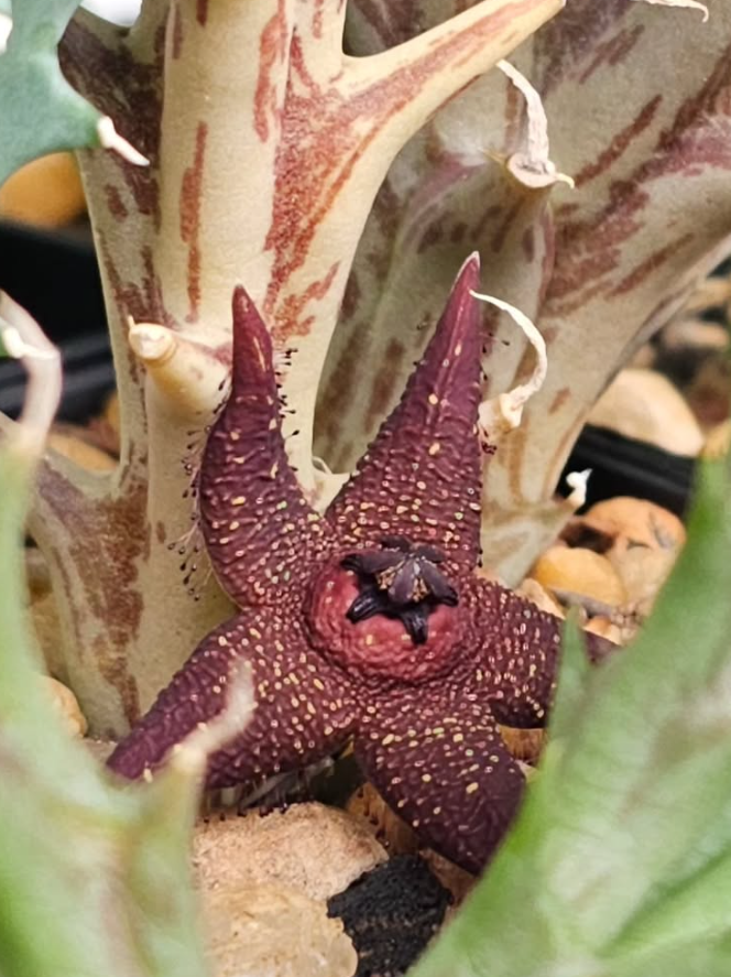 Orbea woodii 5 Pieces Seeds