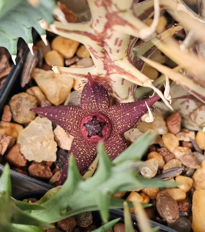 Orbea woodii 5 Pieces Seeds
