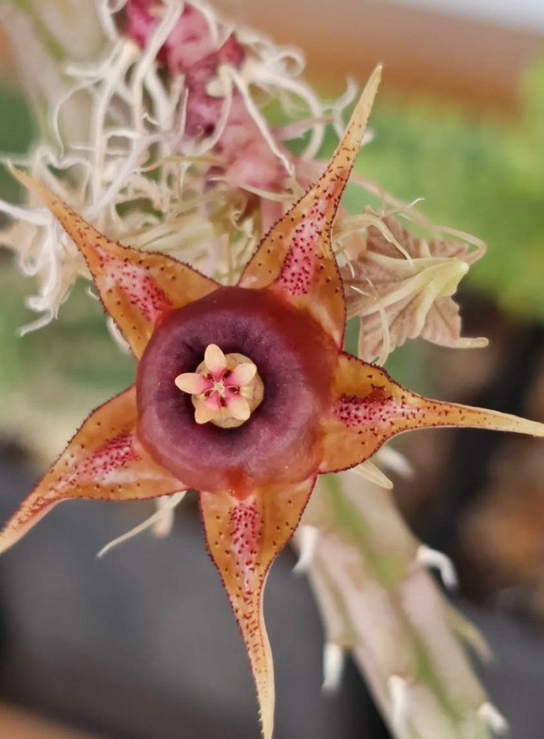 Huernia andreaeana 6 Pieces Seeds