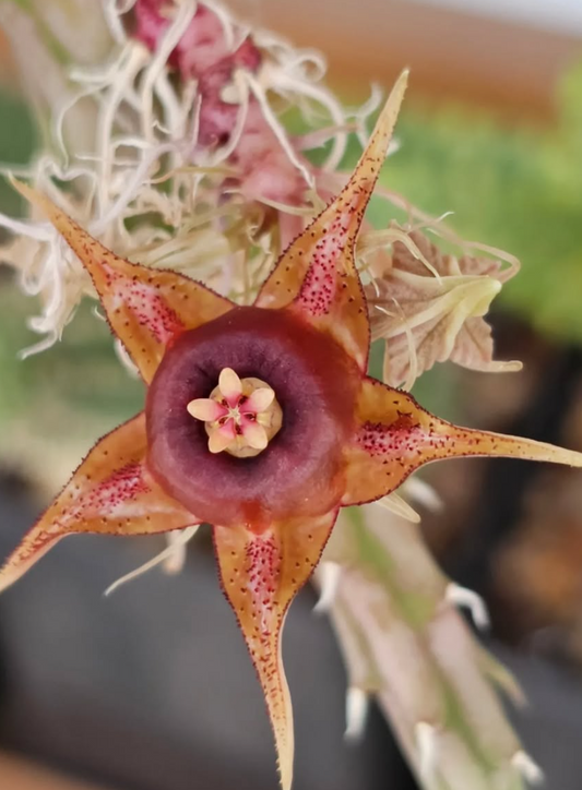 Huernia andreaeana 6 Pieces Seeds