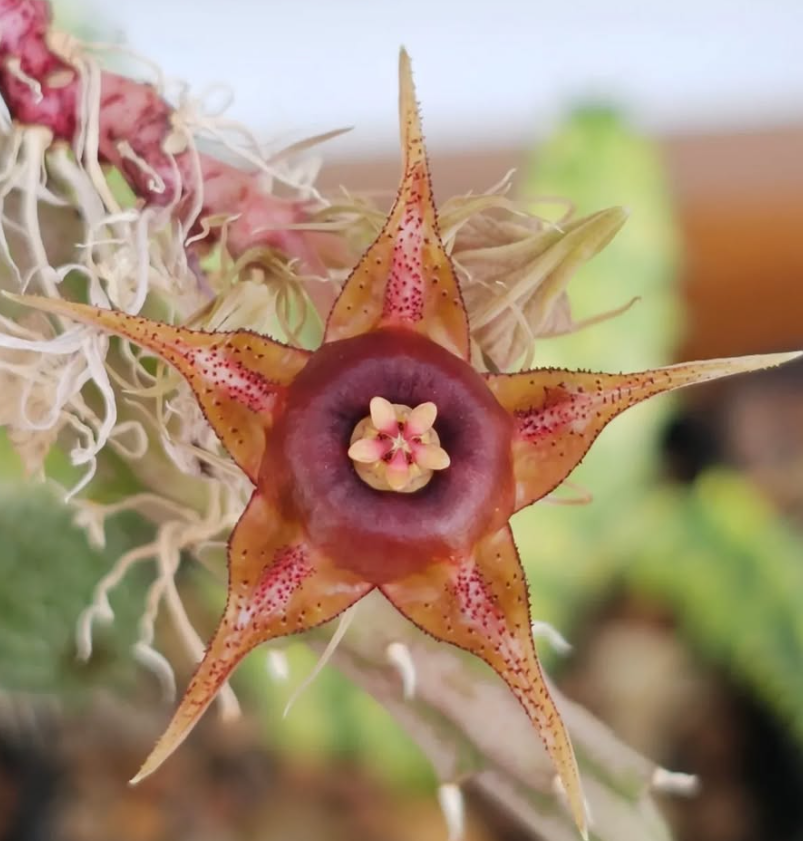 Huernia andreaeana 6 Pieces Seeds
