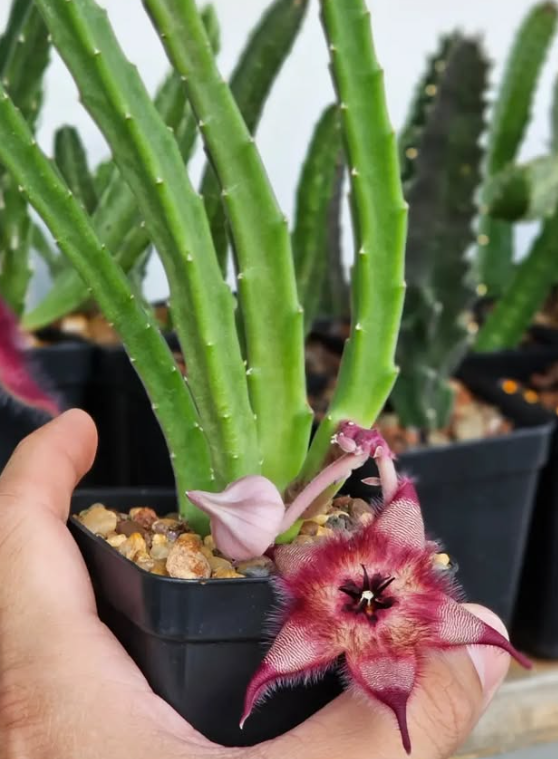 Stapelia Michell's Pass 5 Pieces Seeds