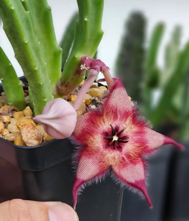 Stapelia Michell's Pass 5 Pieces Seeds