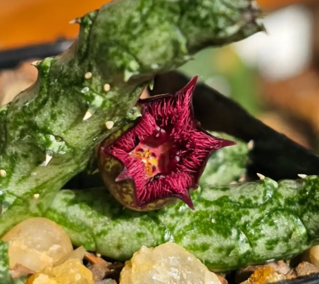 Stapelianthus hardyi 6 Pieces Seeds