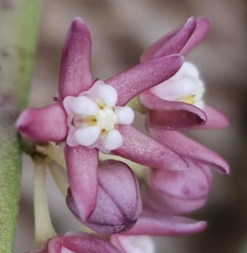 Cynanchum vanlenssenii 5 Pieces Seeds