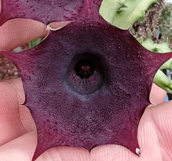 Huernia Dark cup 7 Pieces Seeds