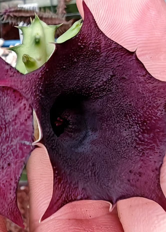 Huernia Dark cup 7 Pieces Seeds