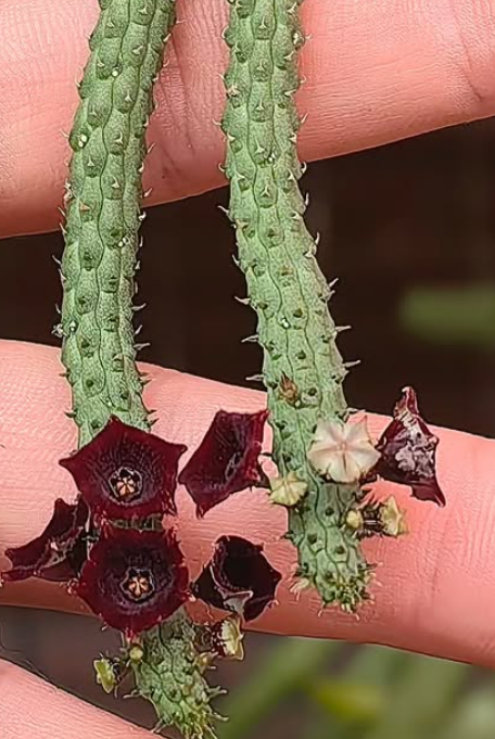 Echidnopsis 'Ruby korat' 5 Pieces Seeds