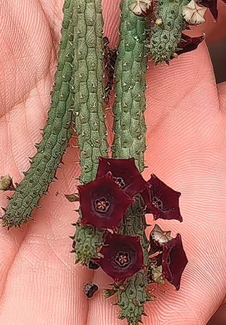 Echidnopsis 'Ruby korat' 5 Pieces Seeds