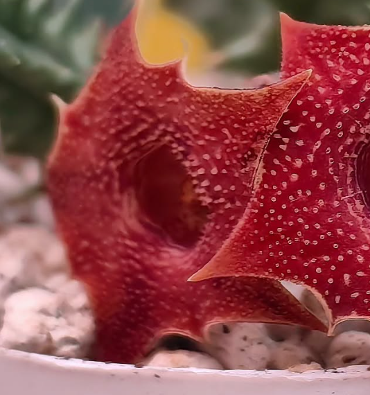 Huernia 'Devil tear' 7 Pieces Seeds