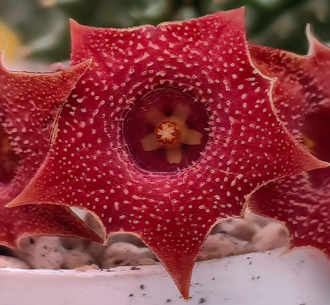 Huernia 'Devil tear' 7 Pieces Seeds