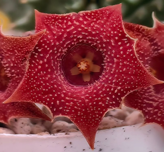 Huernia 'Devil tear' 7 Pieces Seeds