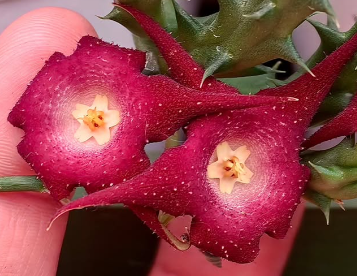 Huerorbea 'GHI' 5 Pieces Seeds