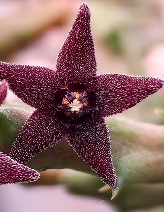 Orbea Subterranea Dark 5 Pieces Seeds