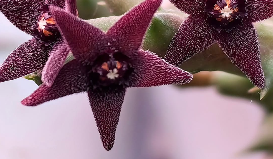 Orbea Subterranea Dark 5 Pieces Seeds