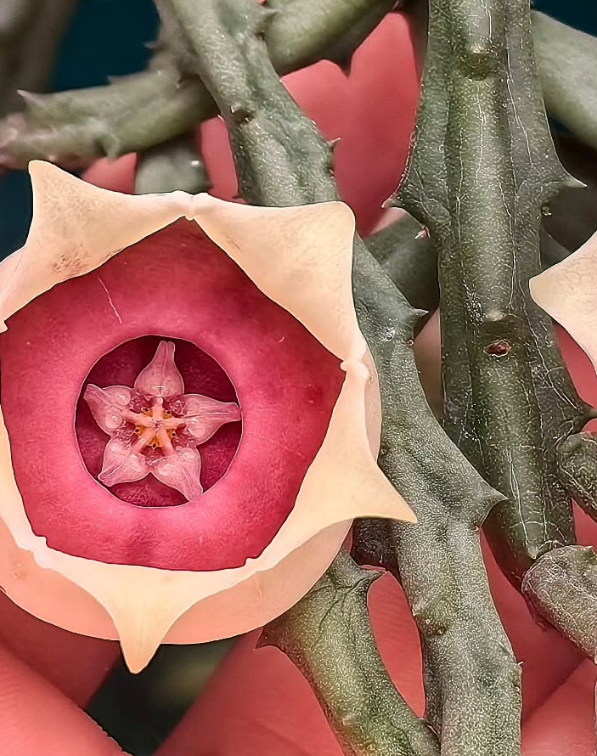 Orbea conjuncta 5 Pieces Seeds