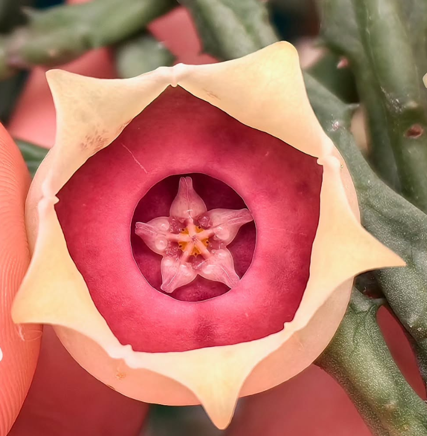 Orbea conjuncta 5 Pieces Seeds