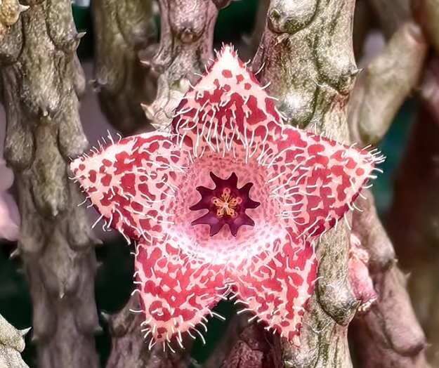 Stapelianthus 'Ice lava' 10 Pieces Seeds