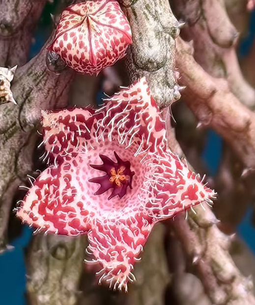 Stapelianthus 'Ice lava' 10 Pieces Seeds