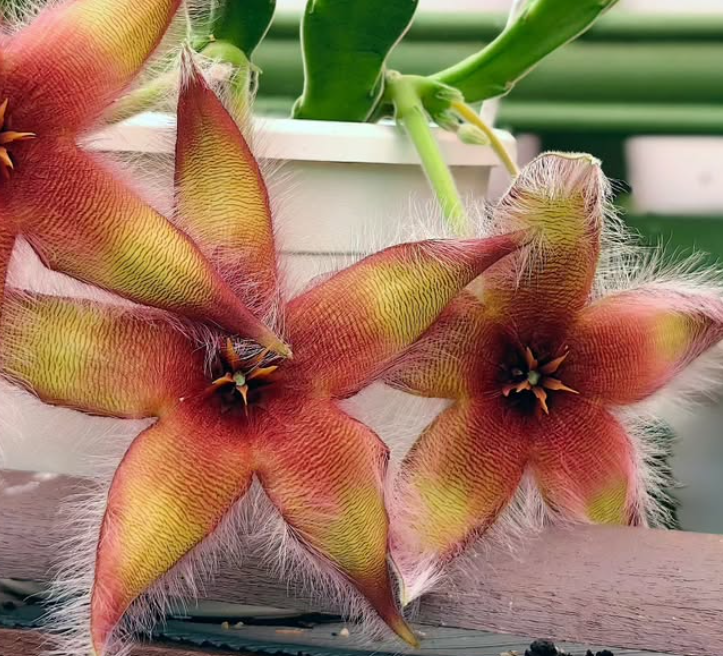 Stapelia Viola Verde 7 Pieces Seeds