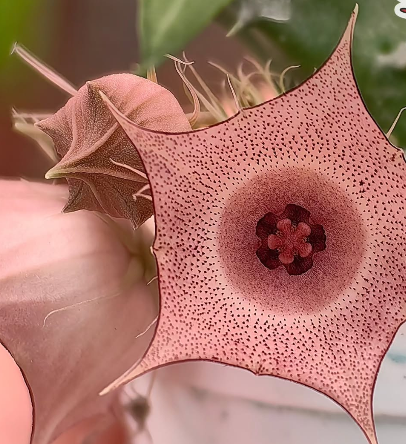 Huernia 'Pink circle' 7 Pieces Seeds