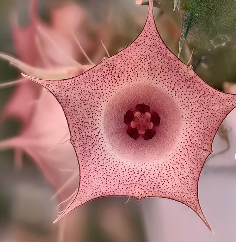 Huernia 'Pink circle' 7 Pieces Seeds