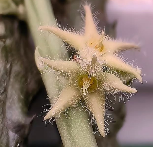 Caralluma sinaica 5 Pieces Seeds