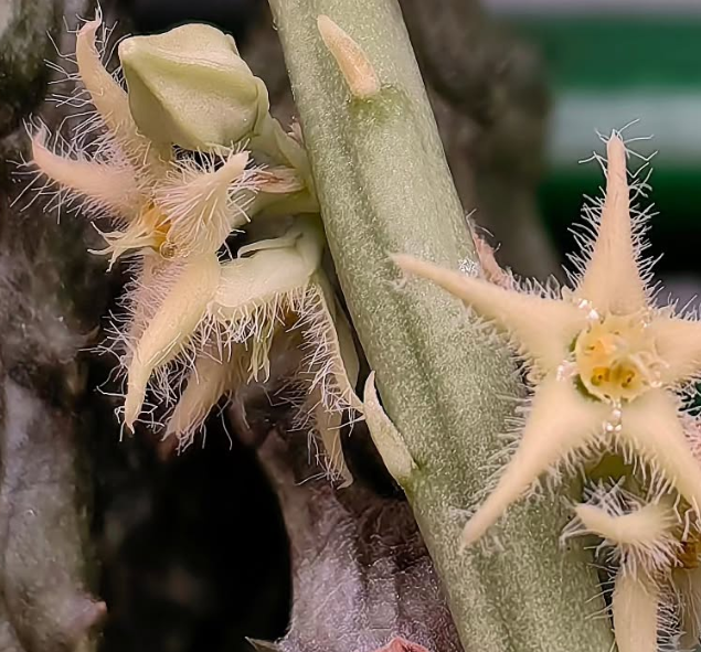Caralluma sinaica 5 Pieces Seeds