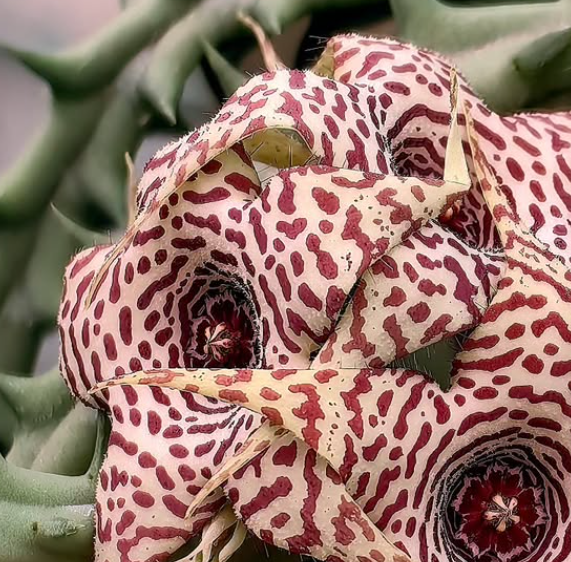 Huerorbea 'Supawan' 5 Pieces Seeds