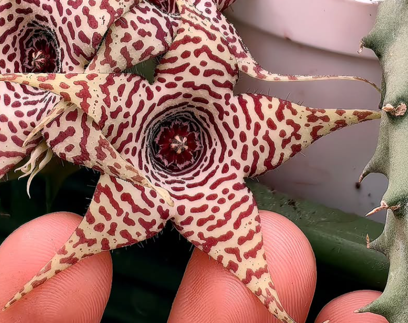 Huerorbea 'Supawan' 5 Pieces Seeds
