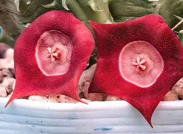 Huernia 'Circle of love' 5 Pieces Seeds