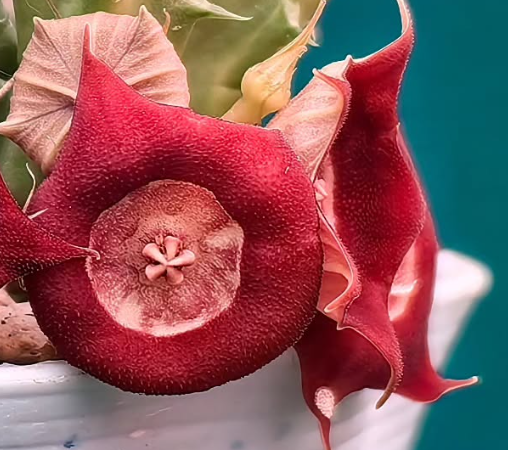 Huernia 'Circle of love' 5 Pieces Seeds