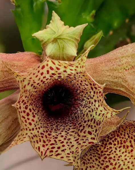 Huernia levyii 5 Pieces Seeds
