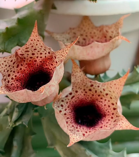 Huernia kirkii 5 Pieces Seeds
