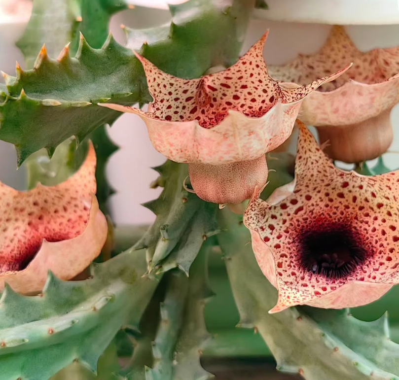 Huernia kirkii 5 Pieces Seeds